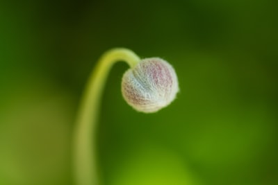 Macro photography the purple flower bud
